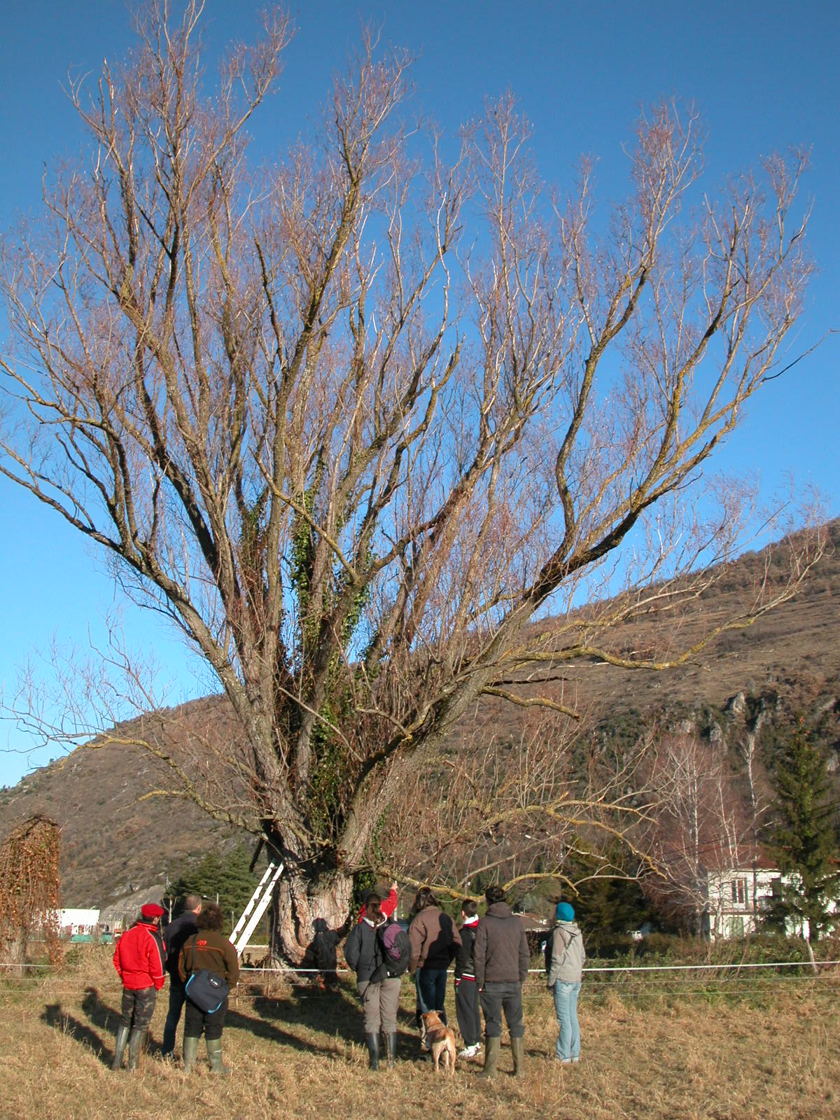 Formation arbres têtards