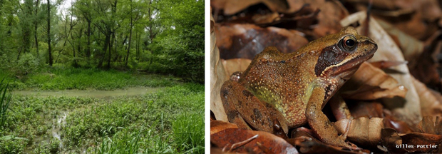 La grenouilles des Pyrénées - amphibien le plus menacé de  FranceEspèces-menacées.fr